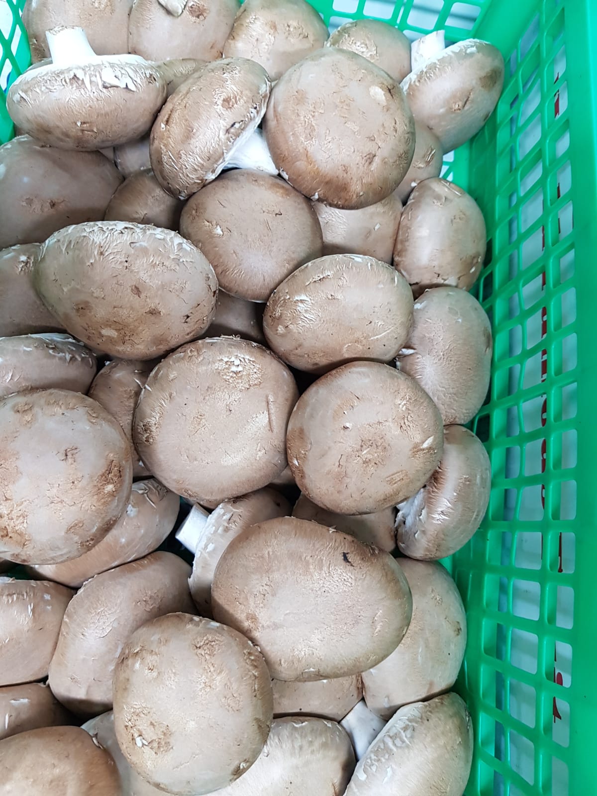 WhatsApp Image 2020-04-19 at 7.02.37 PM (1).jpeg.jpeg